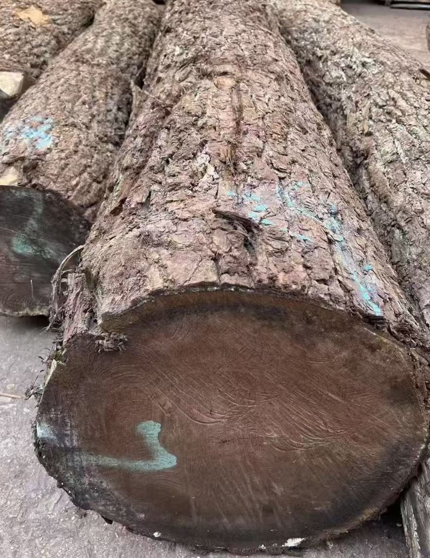北美 黑胡桃